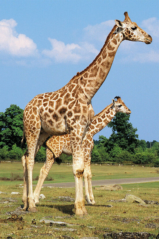 African Giraffes Lover Landscape Animals Poster Wall Art Print Home Wall Decor - xonomax