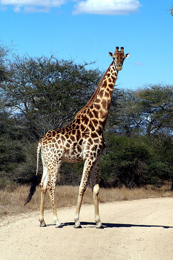 African Giraffes Lover Animals Landscape Poster Wall Art Print Home Wall Decor - xonomax