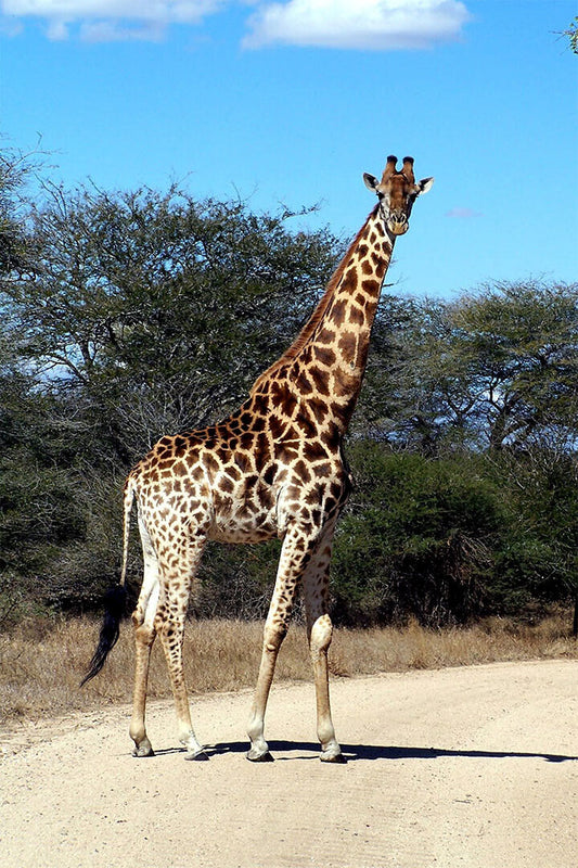 African Giraffes Lover Animals Landscape Poster Wall Art Print Home Wall Decor - xonomax