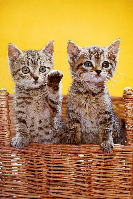 Cat Love All You Need Is Love And A Cat Domesticated Poster Wall Art Print Home Wall Decor - xonomax