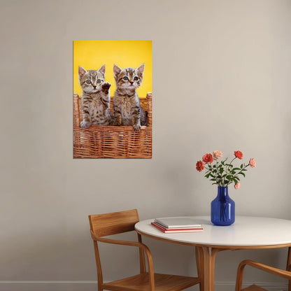 Cat Love All You Need Is Love And A Cat Domesticated Poster Wall Art Print Home Wall Decor - xonomax