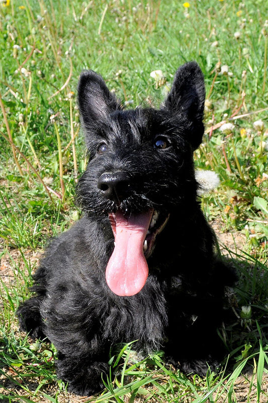 Scottish Terrier Sunflower Animal Poster Wall Art Print Home Wall Decor - xonomax