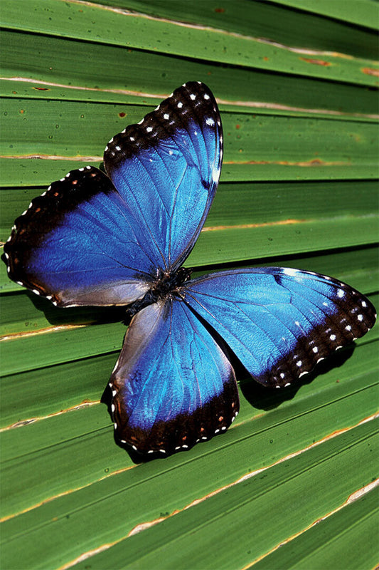 Blue Common Morpho Butterfly On Fern Frond Poster Wall Art Print Home Wall Decor - xonomax