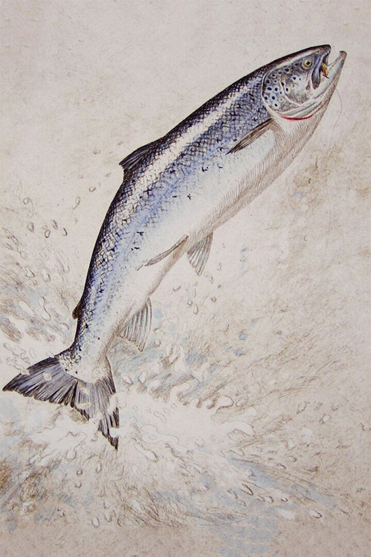 Scales Of A King Salmon Water Animals Vintage Poster Wall Art Print Home Wall Decor - xonomax