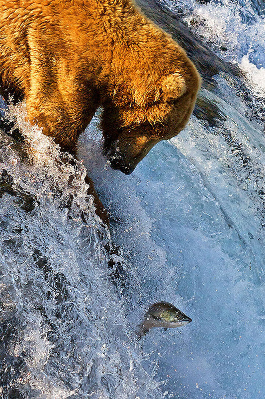 Salmon Jumping In Brooks Falls Nature Poster Wall Art Print Home Wall Decor - xonomax