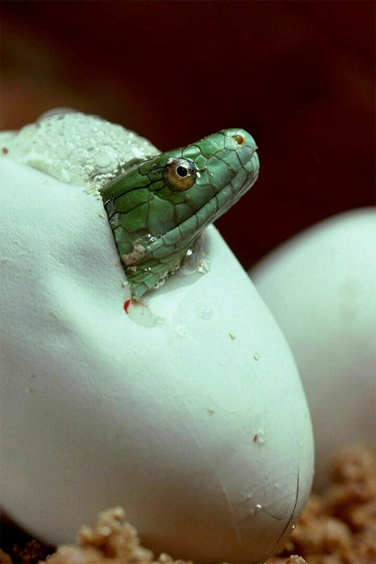 Green Mamba Snake Hatching From Egg Vintage Poster Wall Art Print Home Wall Decor - xonomax