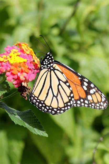 Monarch Butterfly On Yellow Flower Picture Poster Wall Art Print Home Wall Decor - xonomax