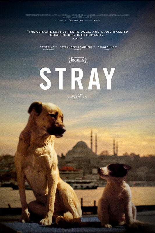 Stray Movie 2021 Documentary Animals Life Poster Wall Art Print Home Wall Decor