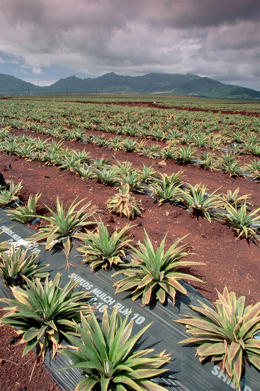 Dole Pineapple Plantation Tropical Fruits Poster Wall Art Print Home Wall Decor - xonomax