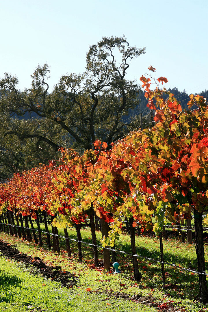 Vineyard In Napa Valley Nature Landscape Poster Wall Art Print Home Wall Decor - xonomax