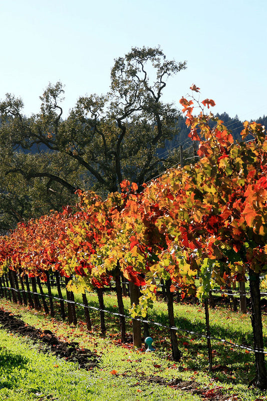 Vineyard In Napa Valley Nature Landscape Poster Wall Art Print Home Wall Decor - xonomax