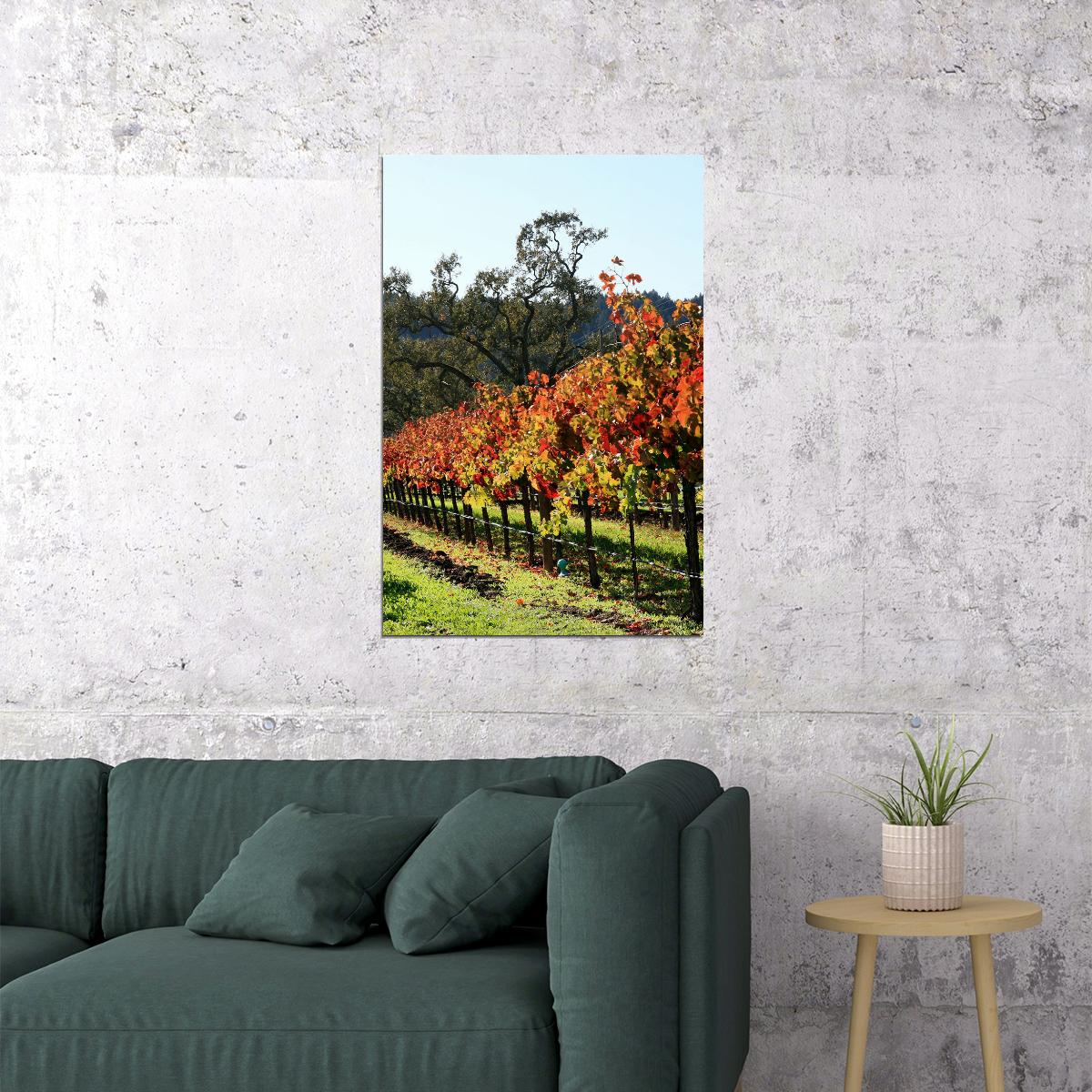 Vineyard In Napa Valley Nature Landscape Poster Wall Art Print Home Wall Decor - xonomax