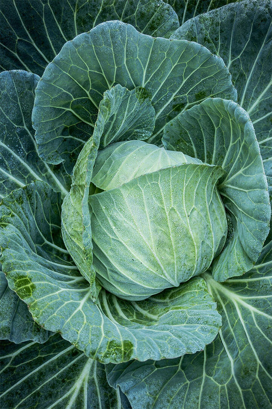 Cabbages Plant With Dense Leaves In The Field Poster Wall Art Print Home Wall Decor - xonomax