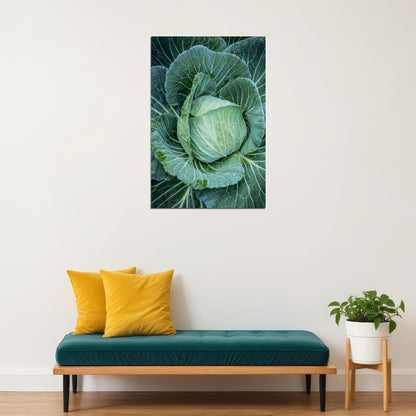 Cabbages Plant With Dense Leaves In The Field Poster Wall Art Print Home Wall Decor - xonomax