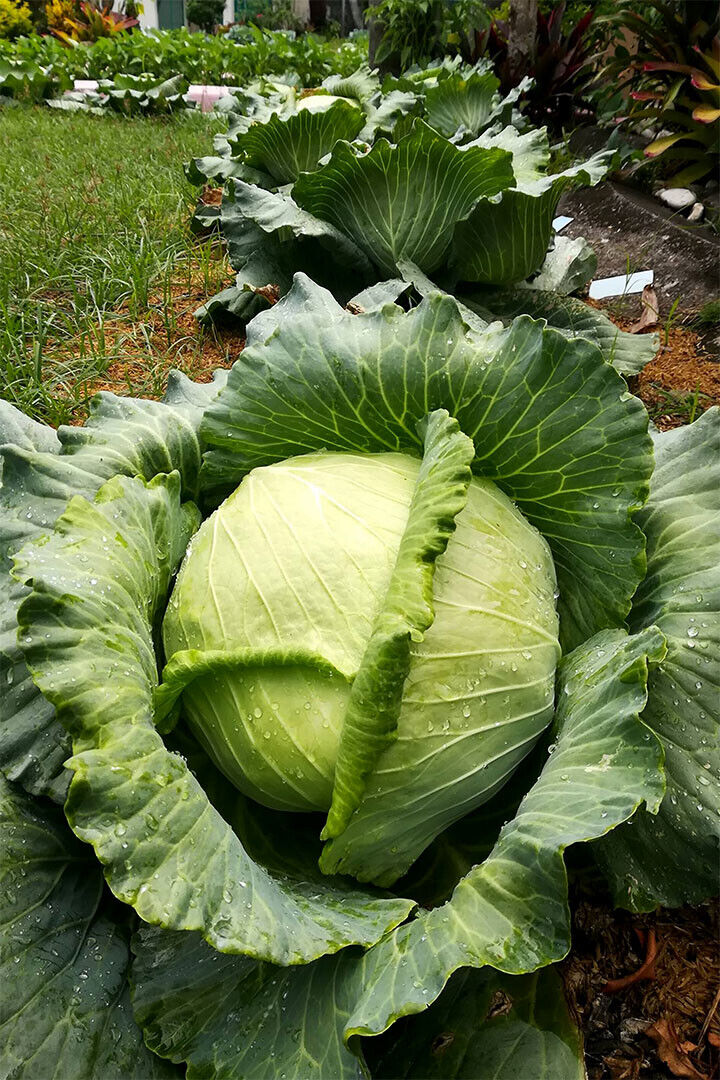 Cabbages Plant With Dense Leaves In The Garden Poster Wall Art Print Home Wall Decor - xonomax