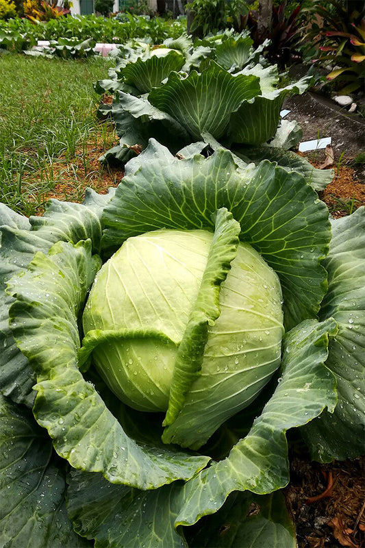 Cabbages Plant With Dense Leaves In The Garden Poster Wall Art Print Home Wall Decor - xonomax