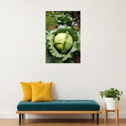 Cabbages Plant With Dense Leaves In The Garden Poster Wall Art Print Home Wall Decor - xonomax