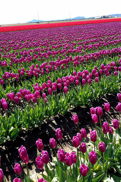 Army Tulip Field And Mount Hood Landscape Poster Wall Art Print Home Wall Decor - xonomax