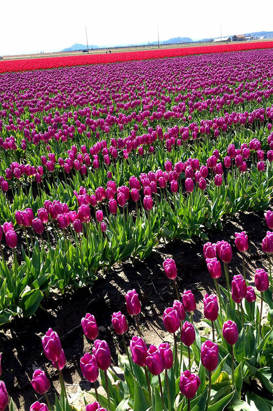 Army Tulip Field And Mount Hood Landscape Poster Wall Art Print Home Wall Decor - xonomax