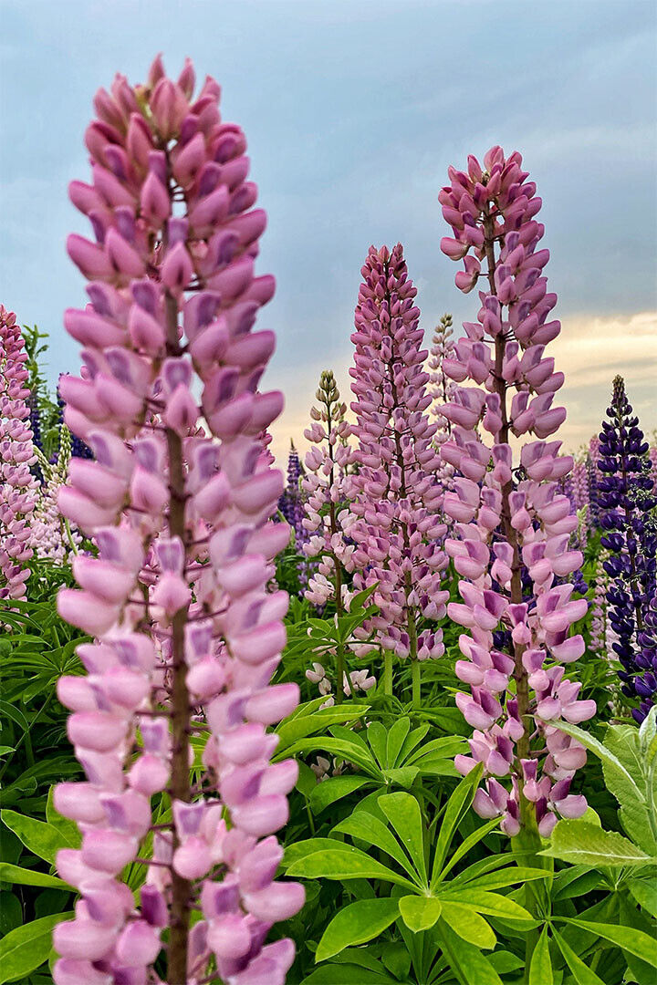 Lupine Leaf Cluster Garden Nature Poster Wall Art Print Home Wall Decor - xonomax