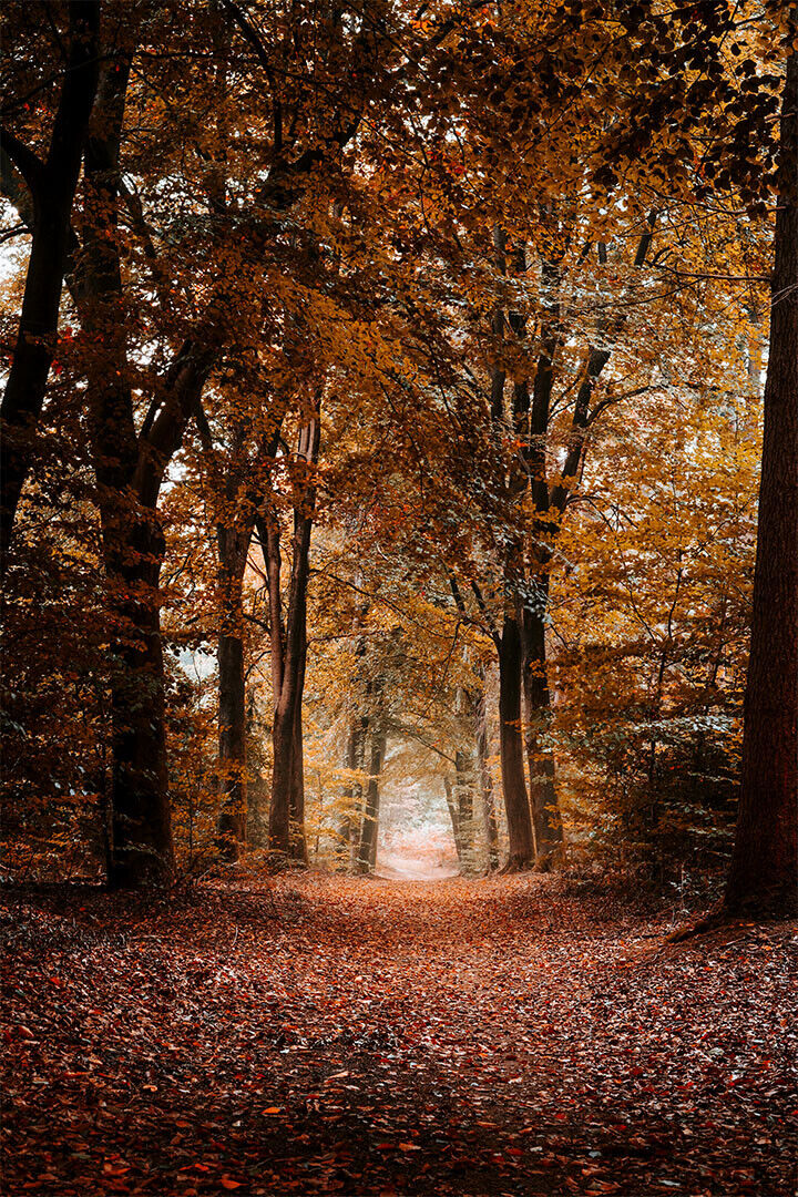 Michigan Forest Trees During Autumn Nature Poster Wall Art Print Home Wall Decor - xonomax