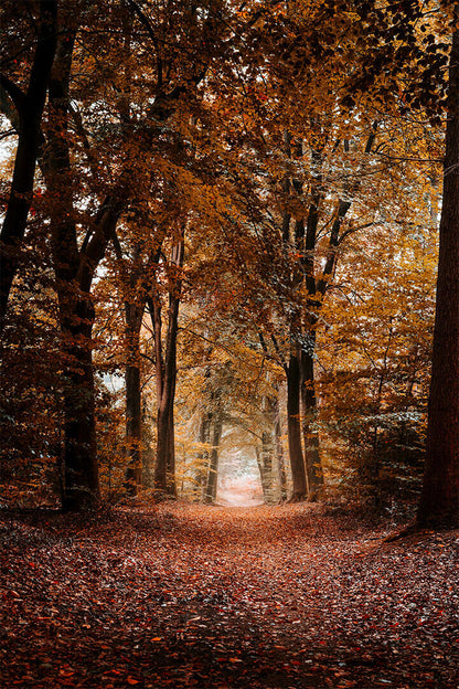 Michigan Forest Trees During Autumn Nature Poster Wall Art Print Home Wall Decor - xonomax