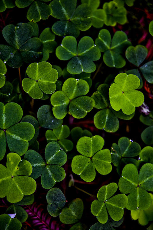 Clover Colorful Flowering Plant Poster Wall Art Print Home Wall Decor - xonomax