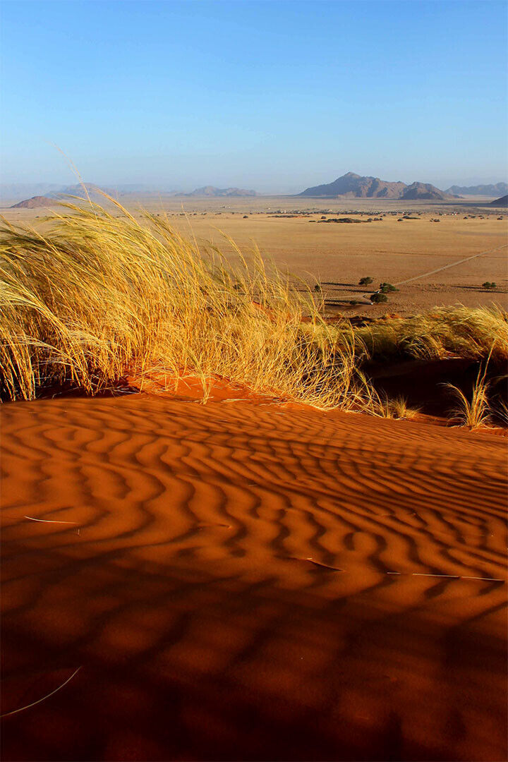 Tumboa Plant In The Namib Desert Poster Wall Art Print Home Wall Decor - xonomax