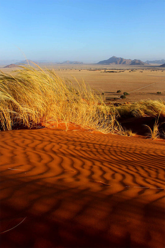 Tumboa Plant In The Namib Desert Poster Wall Art Print Home Wall Decor - xonomax