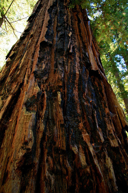 Trunk And Lower Branches Of Giant Redwood Poster Wall Art Print Home Wall Decor - xonomax