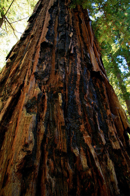 Trunk And Lower Branches Of Giant Redwood Poster Wall Art Print Home Wall Decor - xonomax