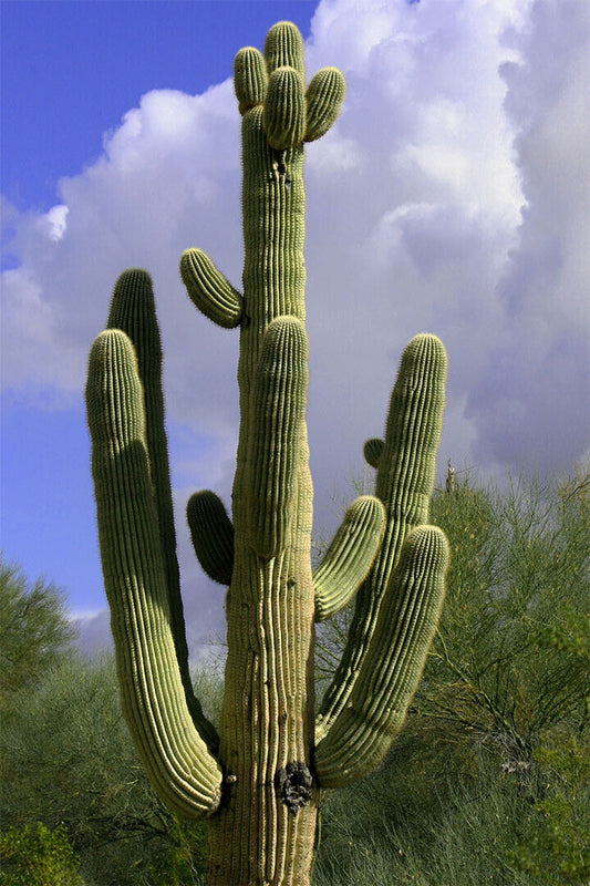 Giant Saguaro Cactus Picture Thorny Plants Poster Wall Art Print Home Wall Decor - xonomax