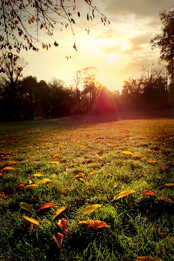 Meadow In Autumn Leaves Sunset Landscape Poster Wall Art Print Home Wall Decor - xonomax