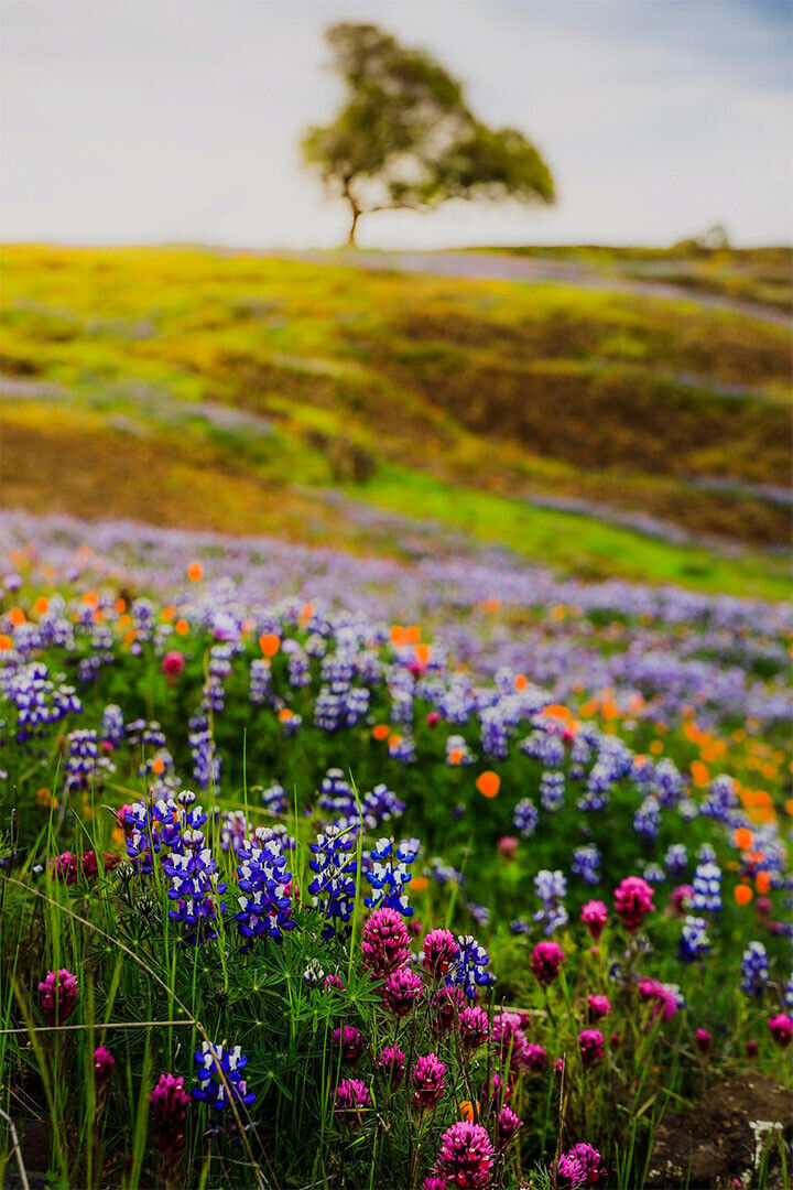 Meadow With Wildflowers Colorful Plants Poster Wall Art Print Home Wall Decor - xonomax