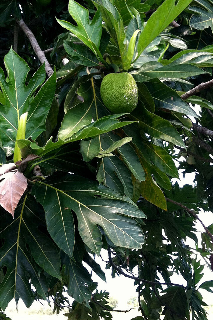 Leaf Of Mexican Breadfruit Tropical Fruit Poster Wall Art Print Home Wall Decor - xonomax