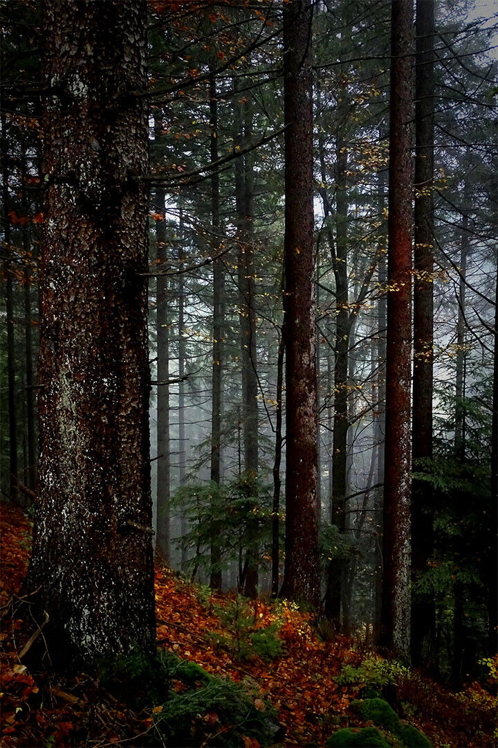 The Black Forest In Germany Nature Poster Wall Art Print Home Wall Decor - xonomax