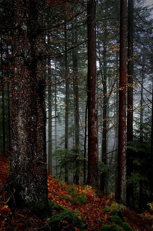The Black Forest In Germany Nature Poster Wall Art Print Home Wall Decor - xonomax