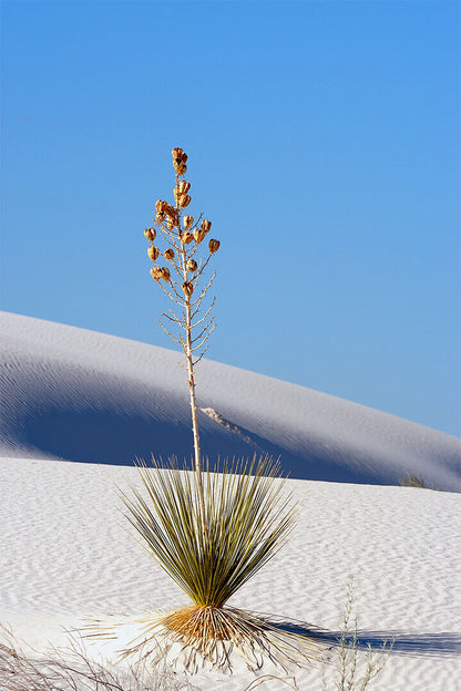Yucca Plant In White Sands Arid Climate Poster Wall Art Print Home Wall Decor - xonomax