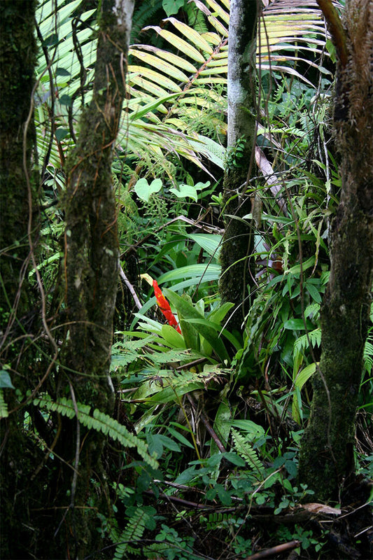 Rainforest Bromeliad And Palms Puerto Rico Poster Wall Art Print Home Wall Decor - xonomax