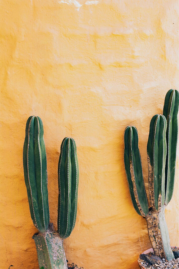 Green Cactus And Yellow Background Poster Wall Art Print Home Wall Decor - xonomax