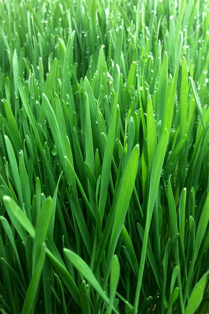 Growing Wheatgrass On Fresh Foliage Poster Wall Art Print Home Wall Decor - xonomax