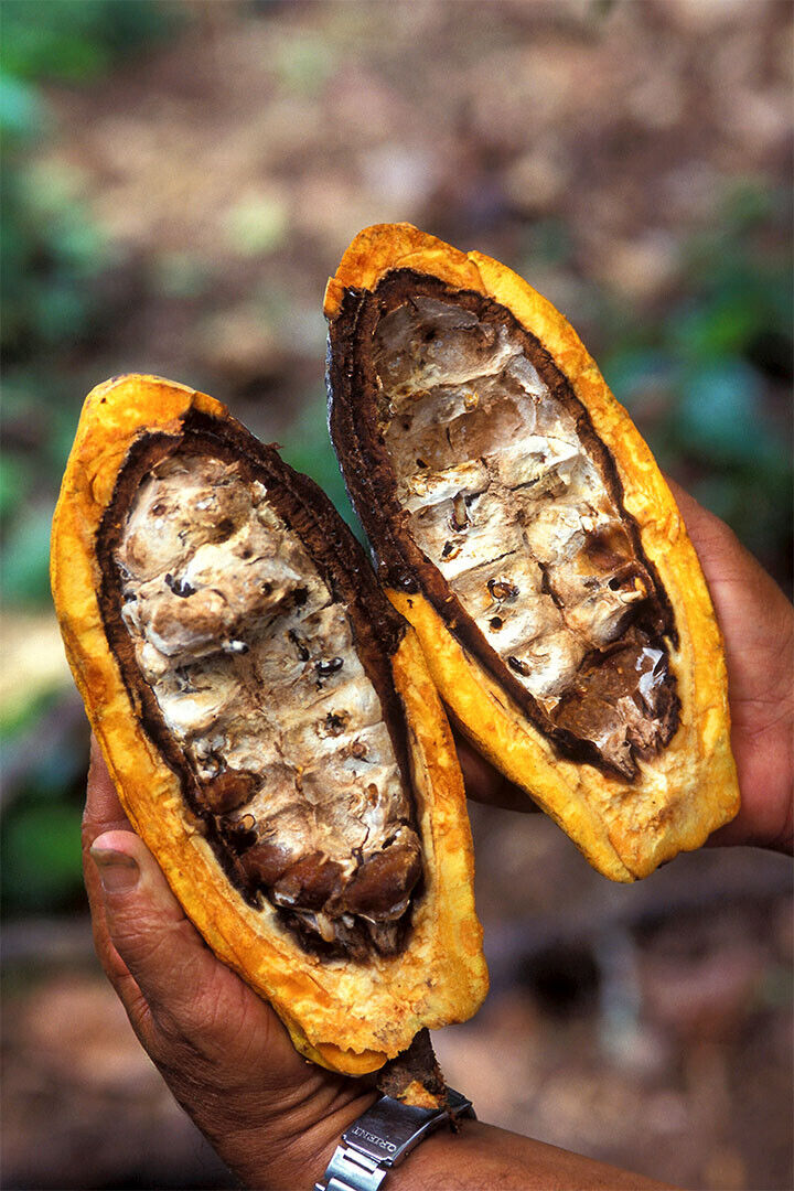 Beans Inside A Cacao Pod Tropical Plants Poster Wall Art Print Home Wall Decor - xonomax