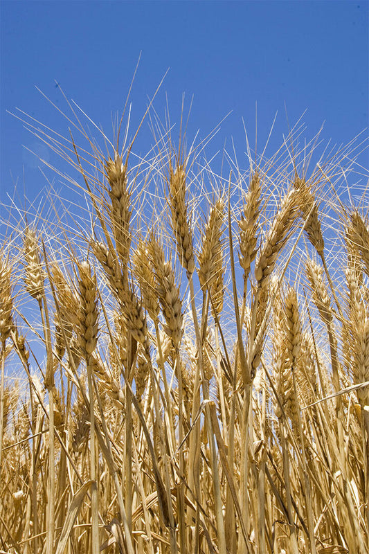 Wheat Ready For Harvesting Poster Wall Art Print Home Wall Decor - xonomax