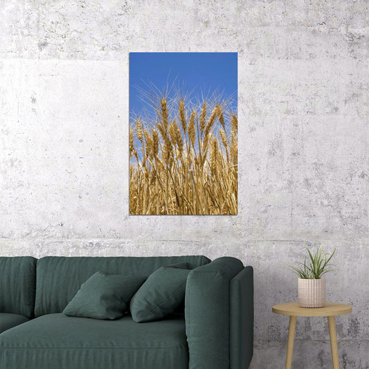 Wheat Ready For Harvesting Poster Wall Art Print Home Wall Decor - xonomax