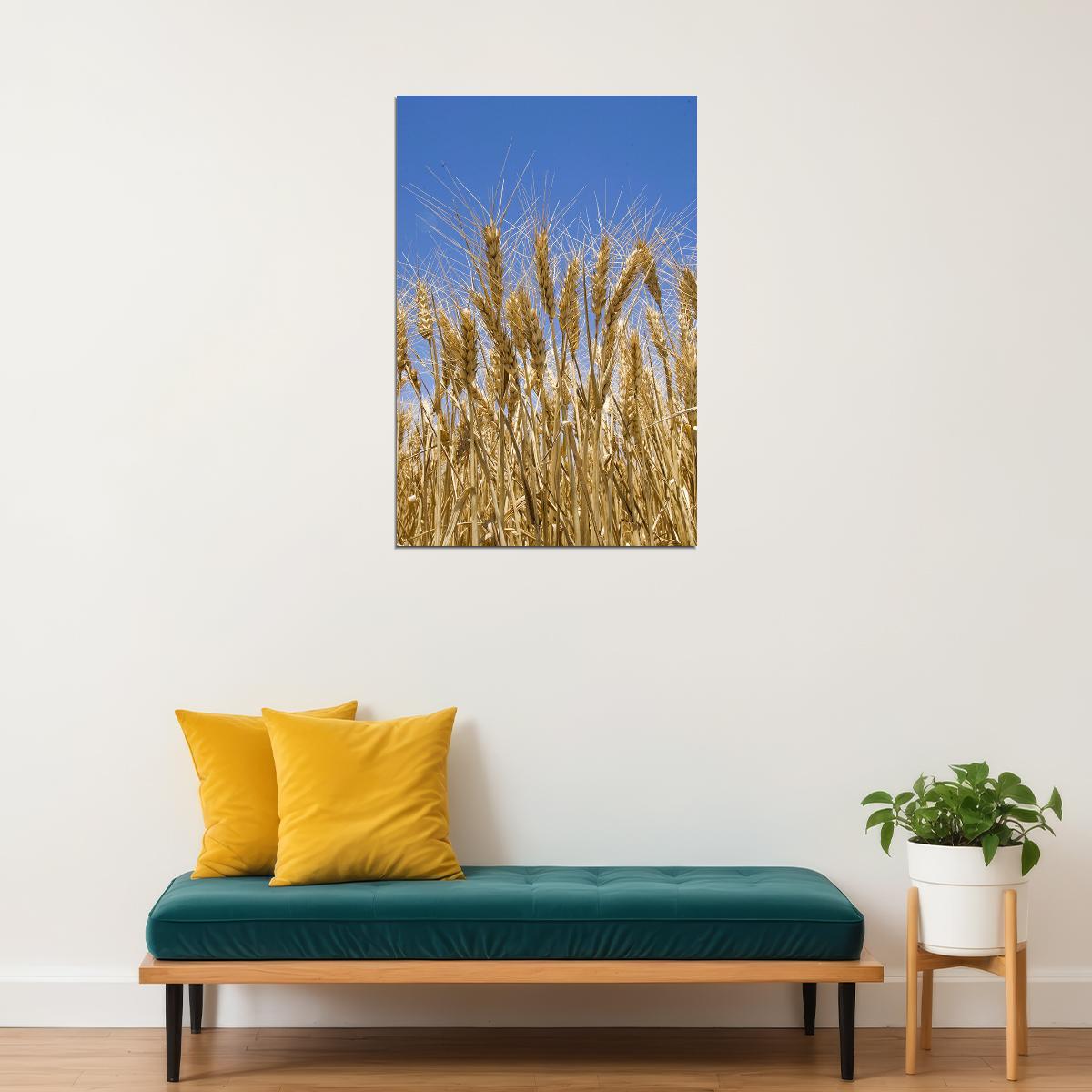 Wheat Ready For Harvesting Poster Wall Art Print Home Wall Decor - xonomax