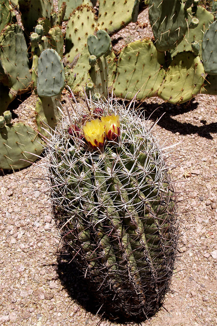 Saguaro And Prickly Pear Cacti Poster Wall Art Print Home Wall Decor - xonomax