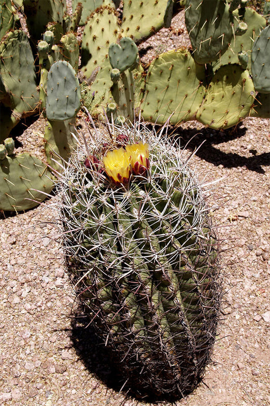 Saguaro And Prickly Pear Cacti Poster Wall Art Print Home Wall Decor - xonomax