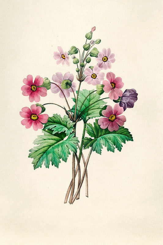 Flowers Rawn Illustration Vintage Poster Wall Art Print Home Wall Decor - xonomax