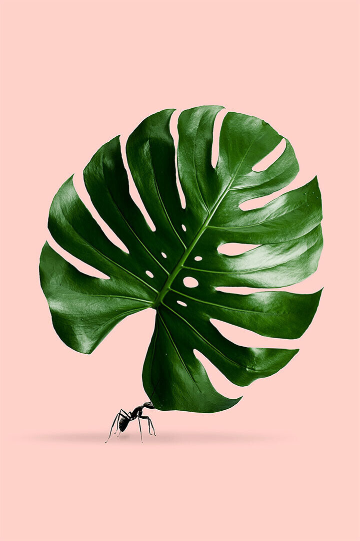 Leaves Cutter Ants Carry Leaves Poster Wall Art Print Home Wall Decor - xonomax