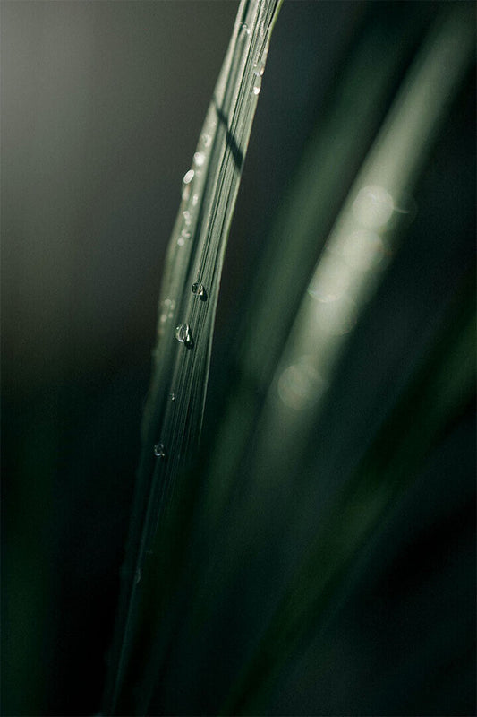 Raindrops Hanging From Blade Of Grass Poster Wall Art Print Home Wall Decor - xonomax